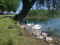 /album/balaton/fenykep1444-jpg/