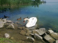 /album/balaton/fenykep1446-jpg/