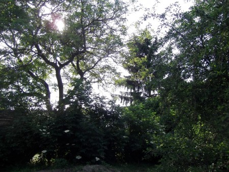 ... along the neighbor's fence